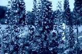preview cold
