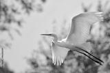 preview bw