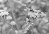 preview bw