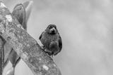 preview bw
