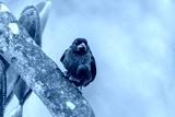preview cold