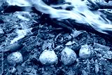 preview cold