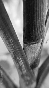 preview bw