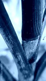 preview cold