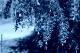 preview cold