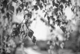 preview bw