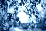 preview cold