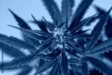 preview cold