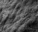 preview bw