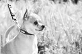 preview bw