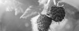 preview bw