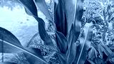 preview cold