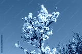 preview cold