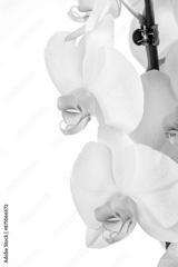 preview bw