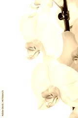 preview sephia