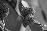 preview bw