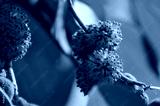 preview cold