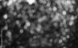 preview bw
