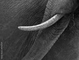 preview bw
