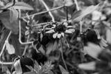 preview bw
