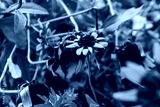 preview cold