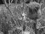 preview bw