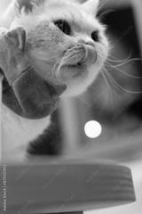 preview bw