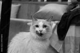 preview bw