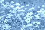 preview cold
