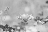 preview bw