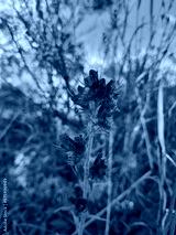 preview cold