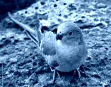 preview cold