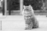 preview bw