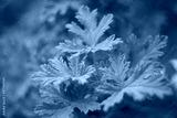 preview cold