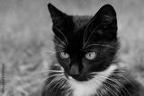 preview bw
