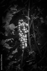 preview bw