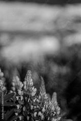 preview bw