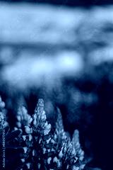 preview cold