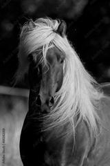 preview bw