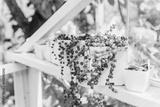 preview bw