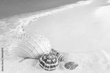 preview bw