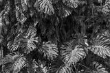 preview bw