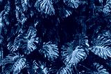 preview cold