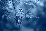 preview cold