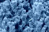 preview cold