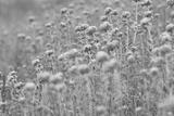 preview bw