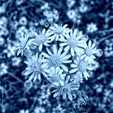 preview cold