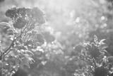preview bw