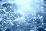 preview cold