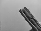 preview bw